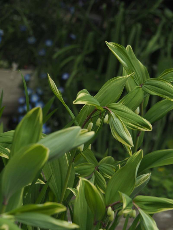 P4144796
