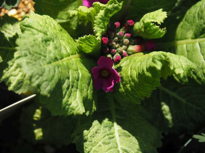 P4154834