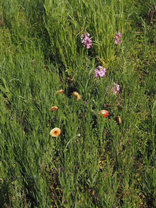 P4154852