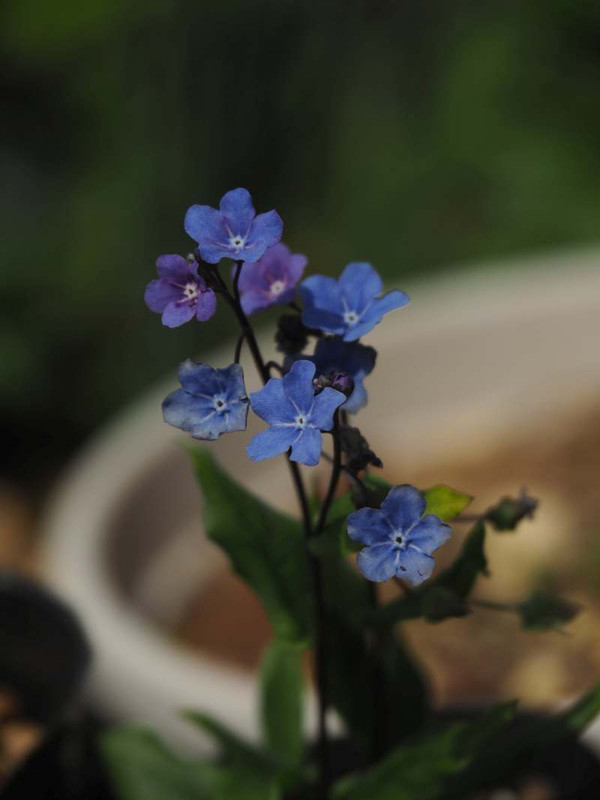 P4164865