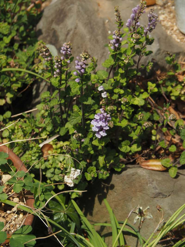 P4164869