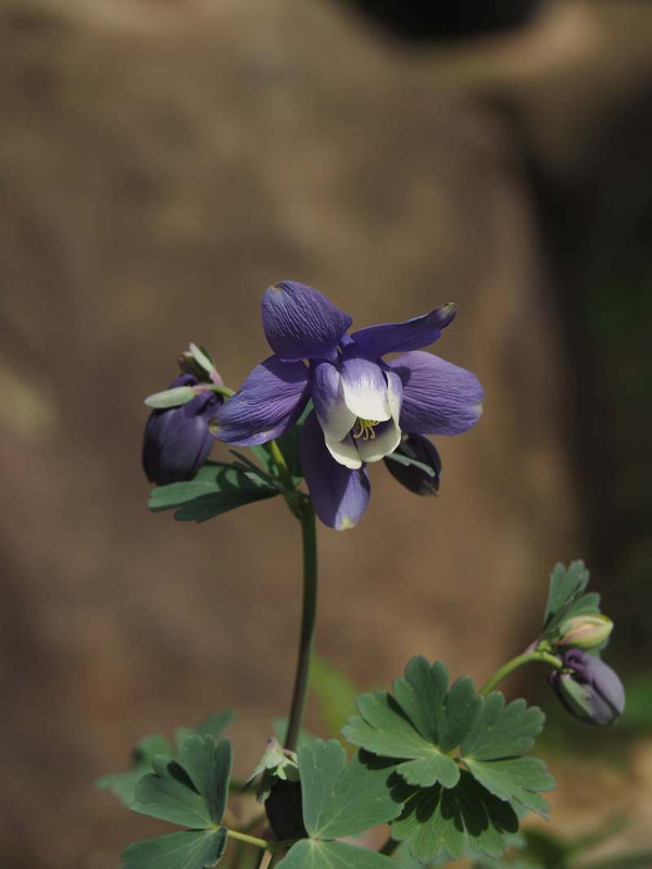 P4164878