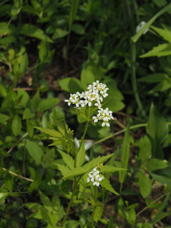 P4174921