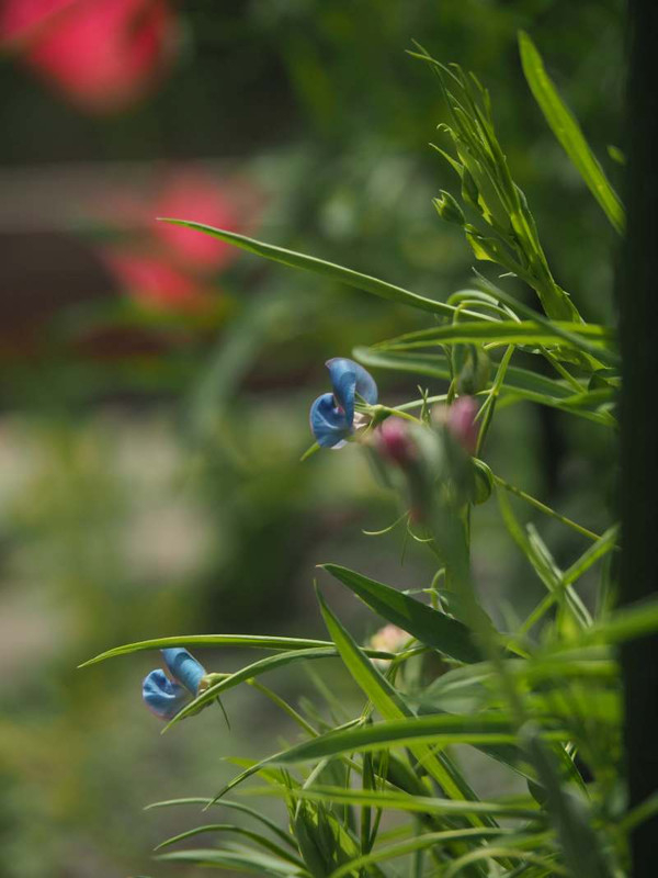 P4174935