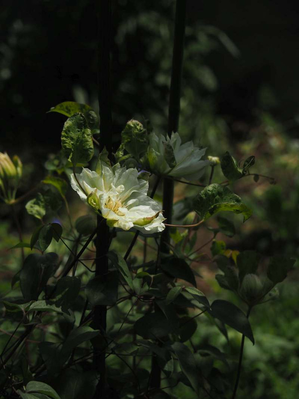 P4184962