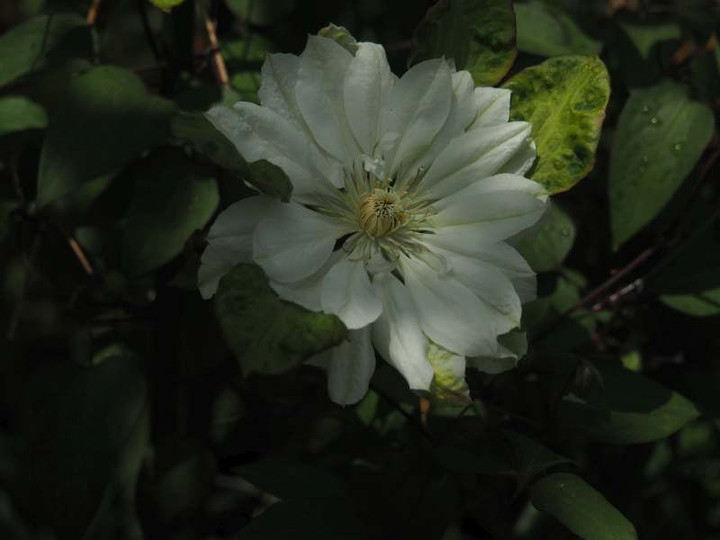 P4184968