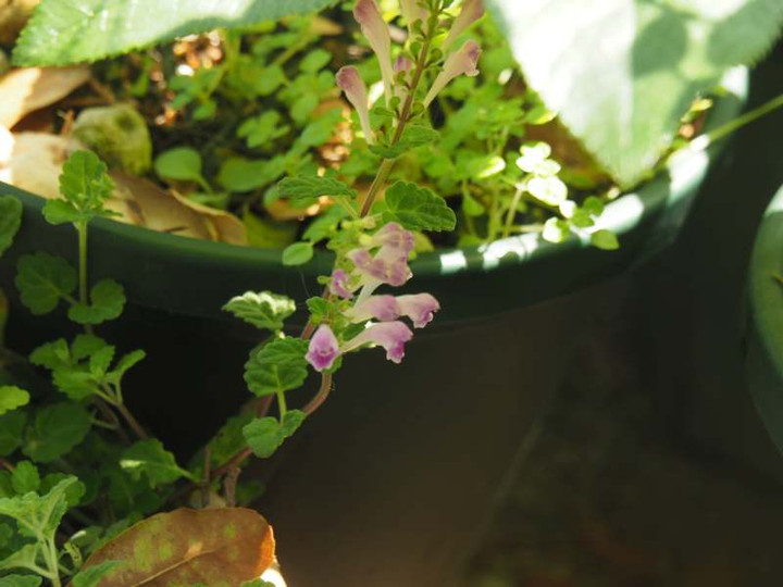 P4211449