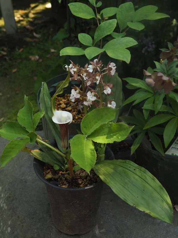 P4211453
