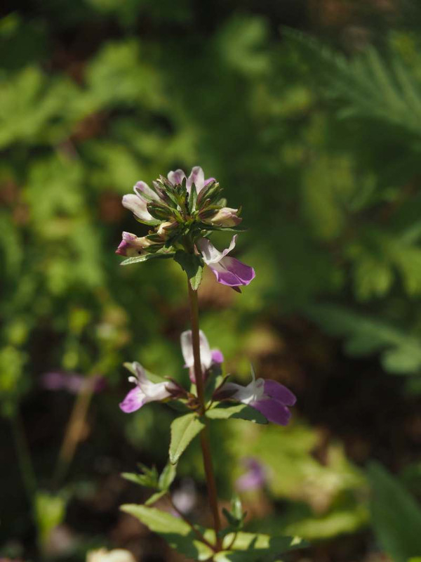 P4225057