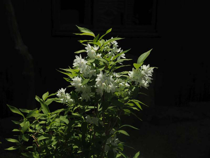 P4225066