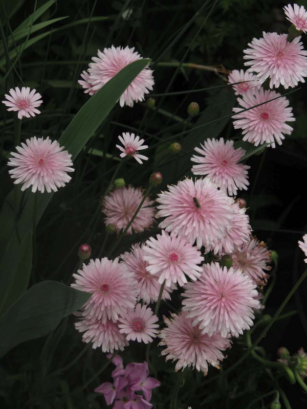P4235079