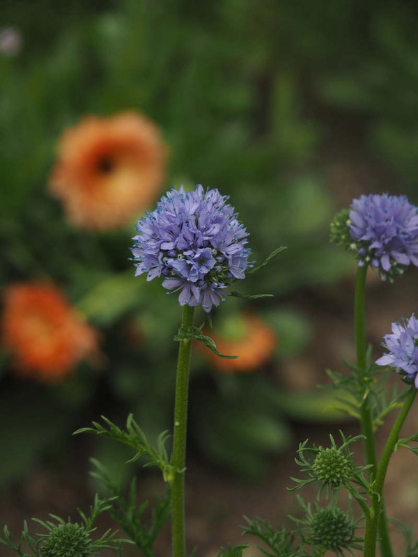 P4235084