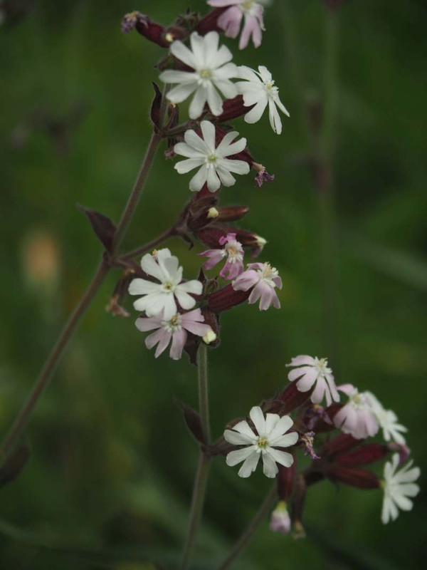 P4235088