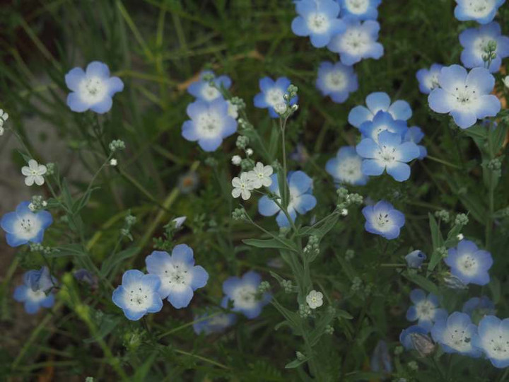 P4235095