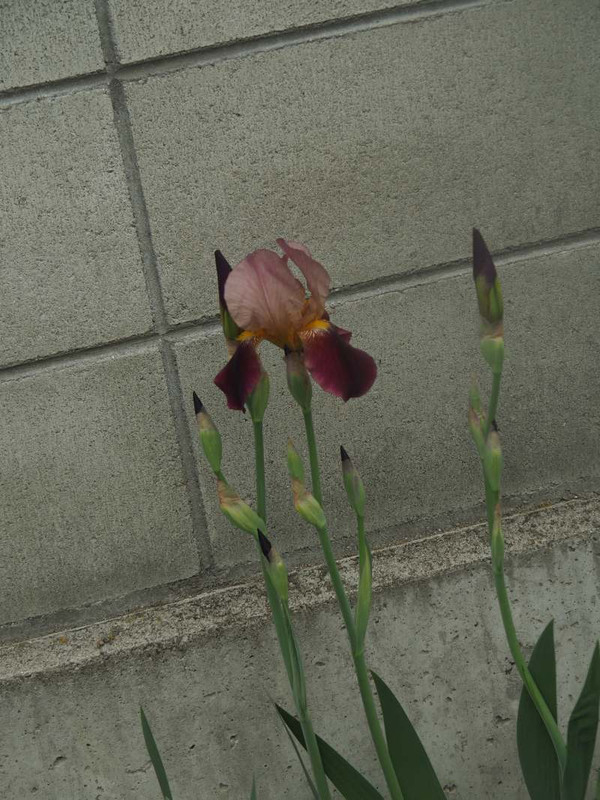 P4235096