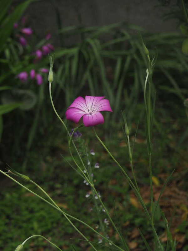 P4235097