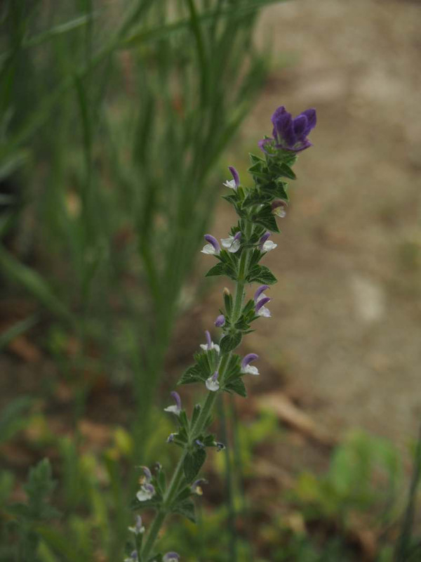 P4235098