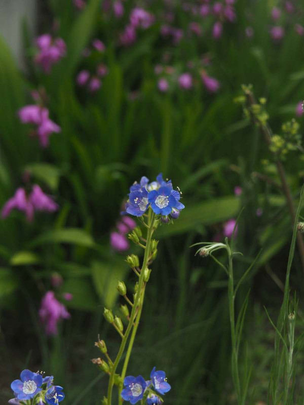 P4235099