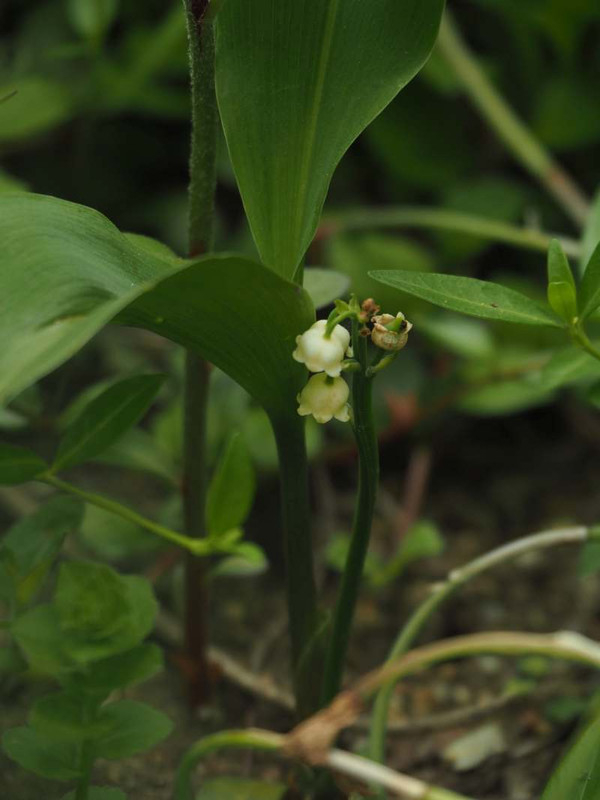 P4235101