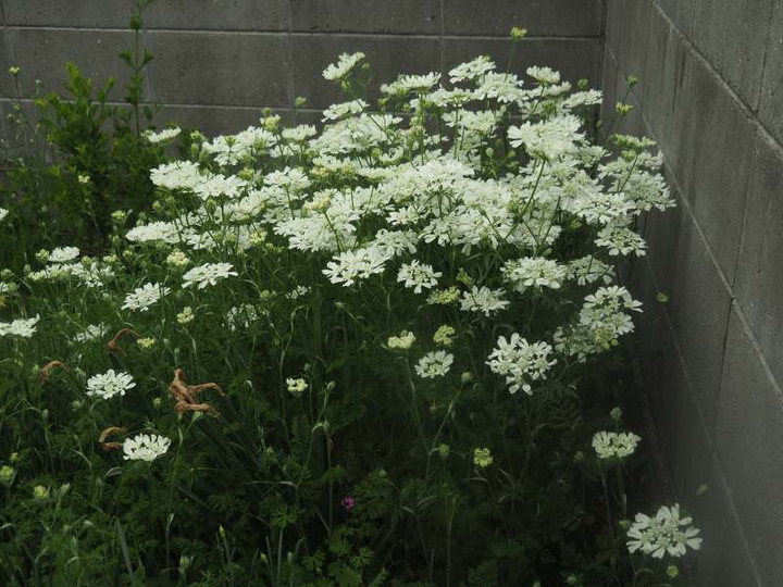 P4235105