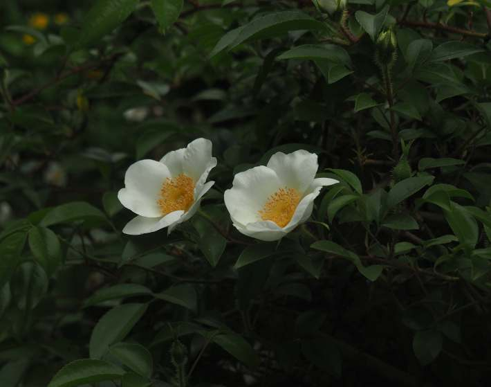 P4235107