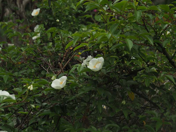 P4235108