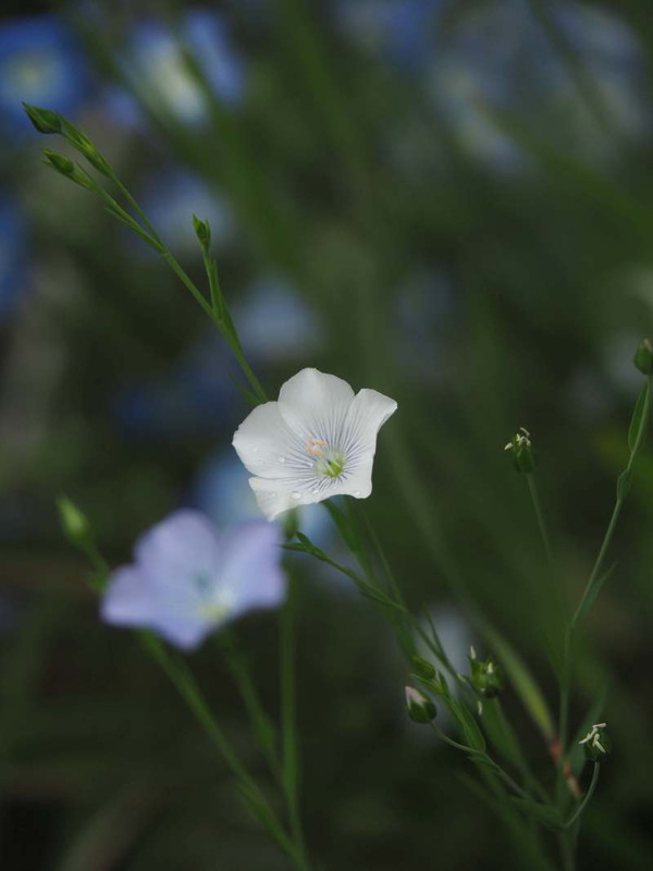 P4245135