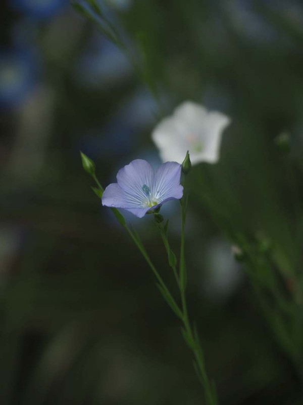 P4245136