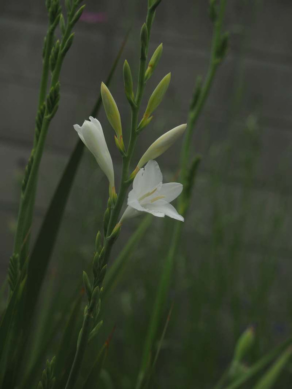P4245138