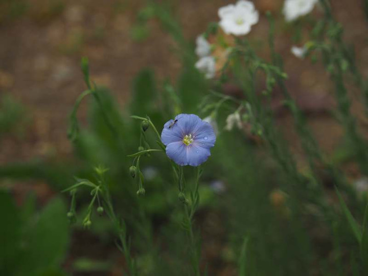 P4245142