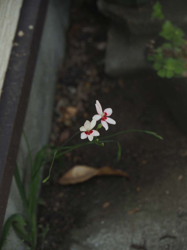 P4255159