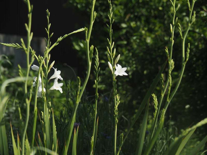 P4255170
