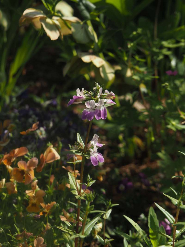 P4255171