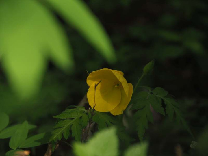 P4275334