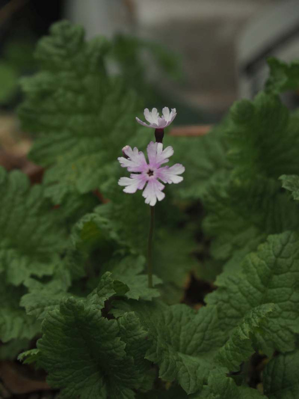 P4285586