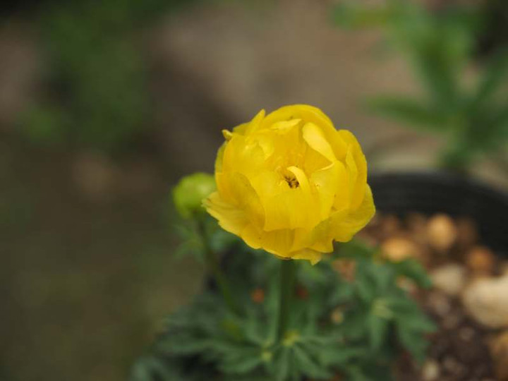 P4285587