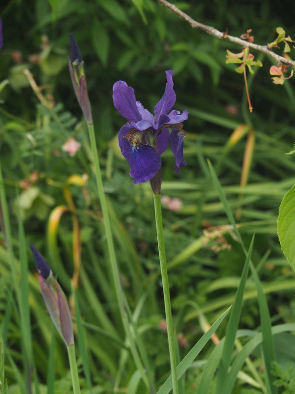 P4285595