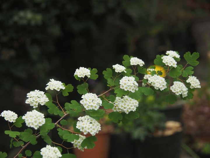 P4285589