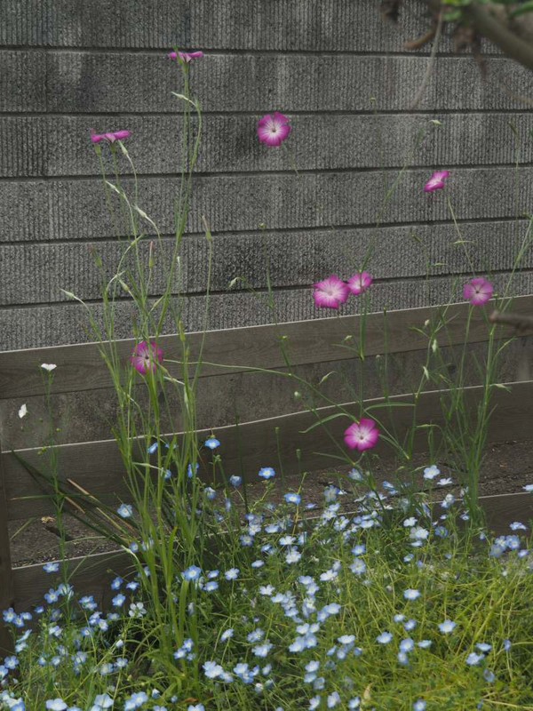 P4285598