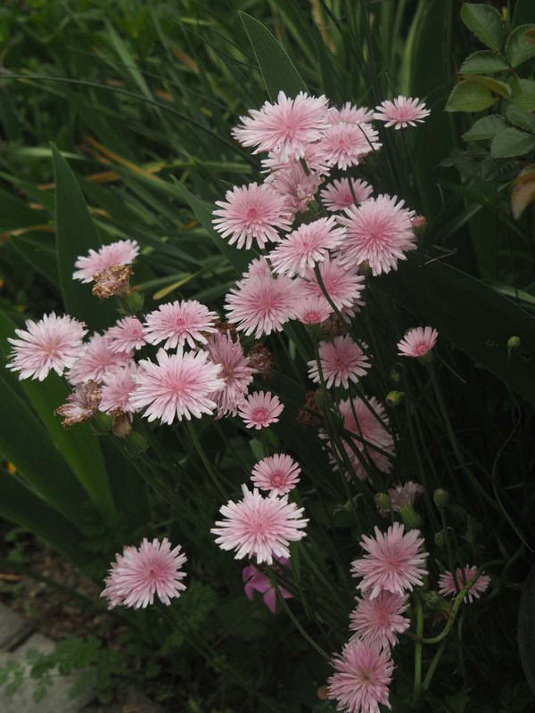 P4285607