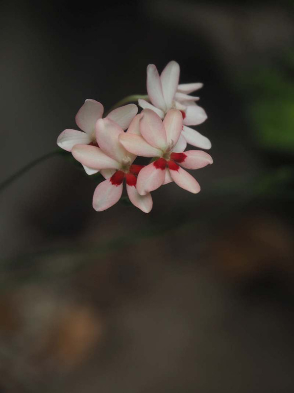 P4295623