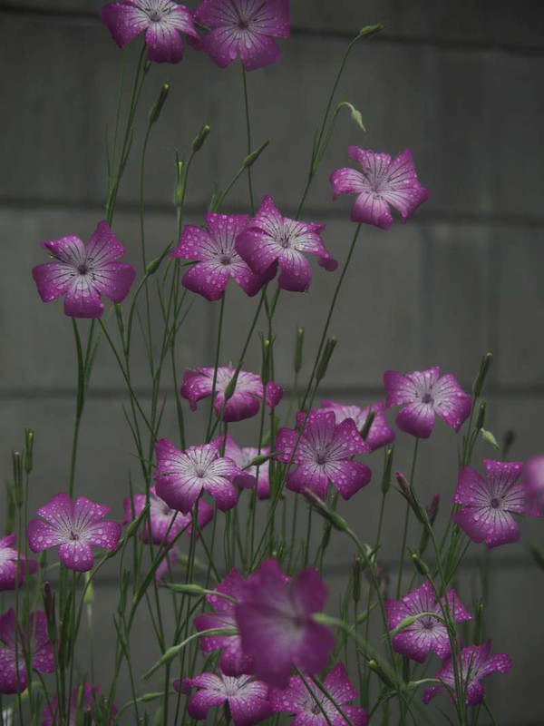 P4295634