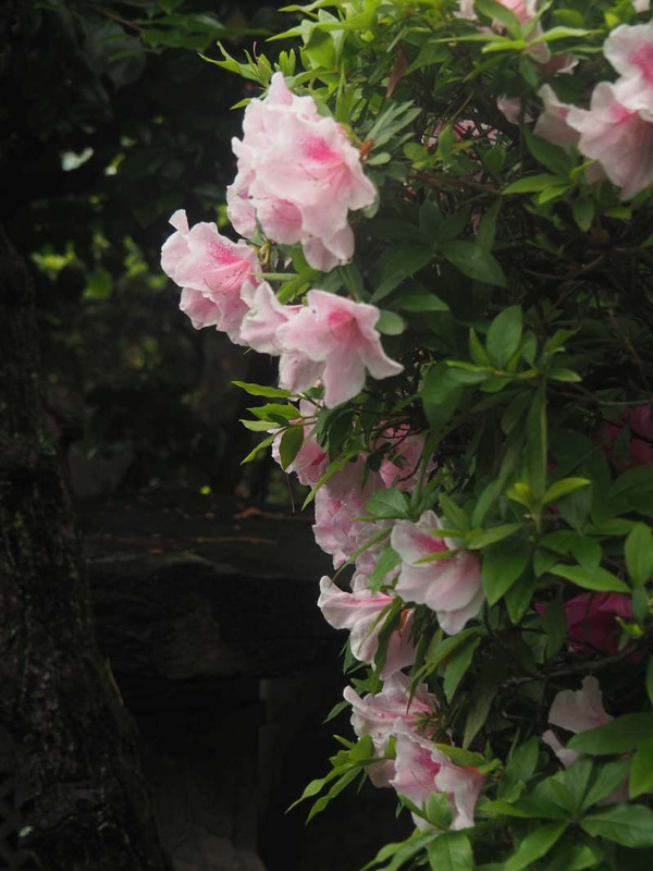 P4305635