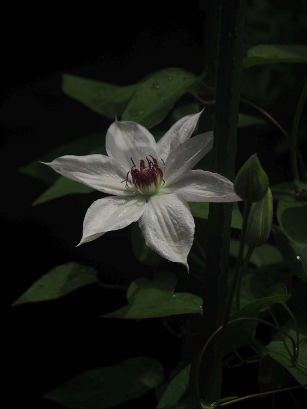 P4305642
