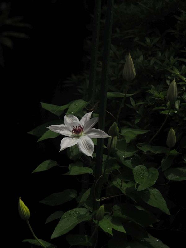 P4305643