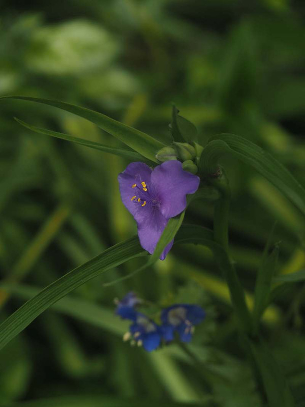 P4305647