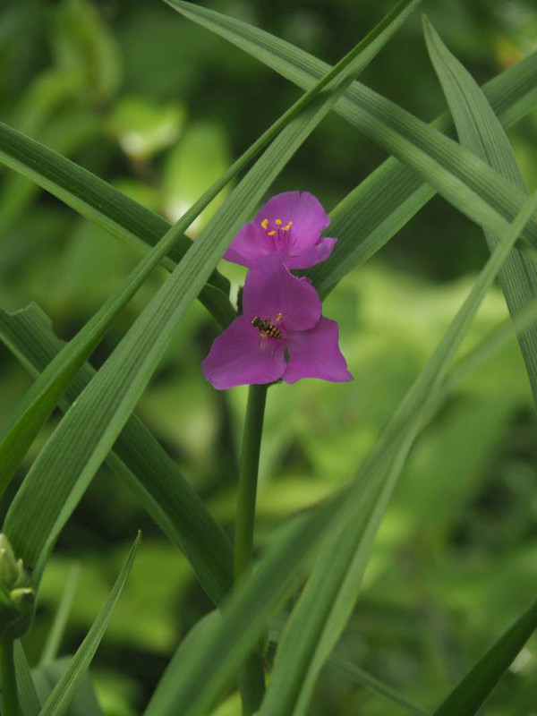 P4305648