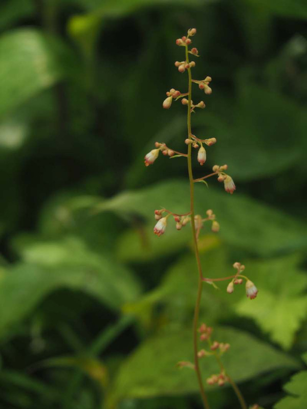 P4305650