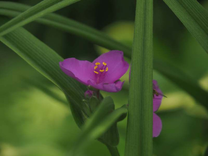 P4305651
