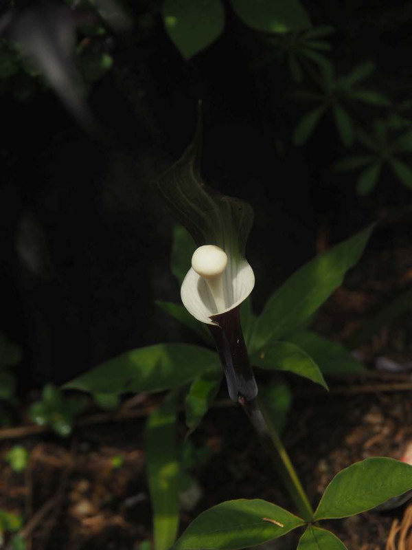 P4305652